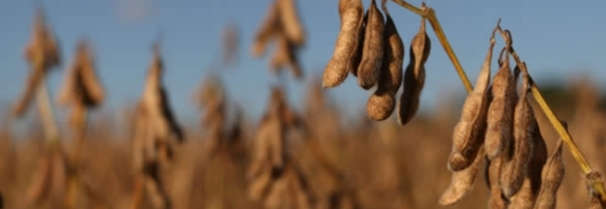 Processamento de soja nos EUA diminui 11% em fevereiro, diz Nopa
