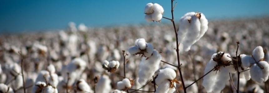 Mato Grosso terá maior área semeada com algodão, estima Imea