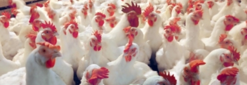 Abates de frangos e suínos no Brasil atingem recordes em 2016, diz IBGE