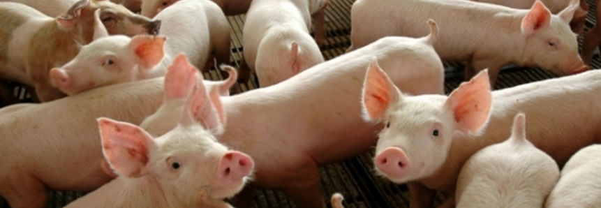 Exportações de carne suína crescem 16,9% em 2017, aponta ABPA