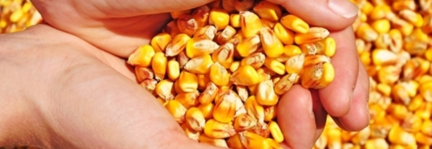 USDA reporta a venda de 120 mil toneladas de milho ao México