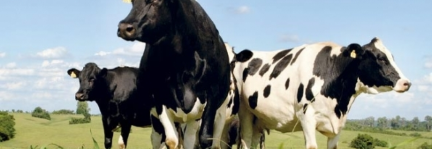 Embrapa fortalece pecuária leiteira de Rondônia com mais tecnologia e boas práticas no campo