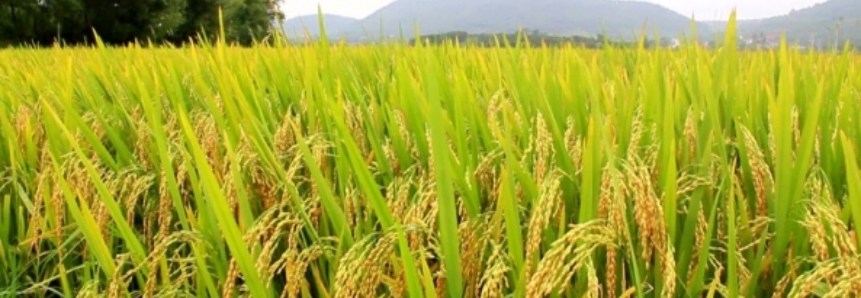 Exportação de arroz para União Europeia com benefício tarifário exige certificação de origem