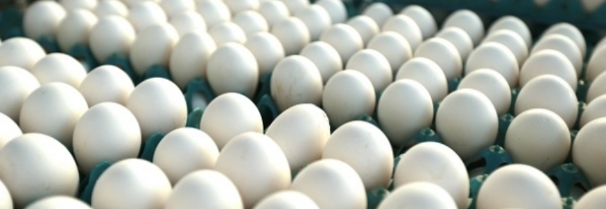 Produtores de ovos alcançam preços recordes