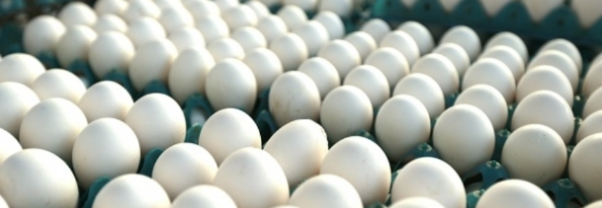Brasil já pode exportar ovos para o Chile