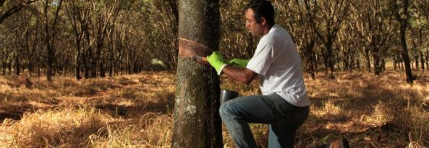 Aumento da oferta de látex no mercado mundial provoca queda de preços para produtores brasileiros