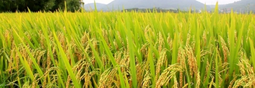 México promete destravar mercado para arroz do Brasil