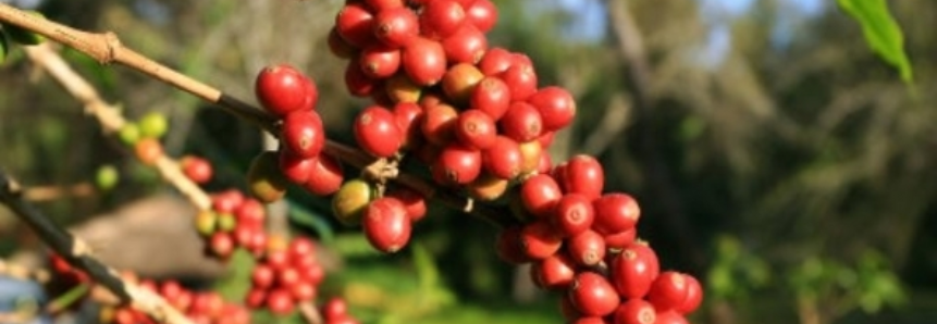 Exportação de café em fevereiro cai 15,5%, para 2,48 milhões de sacas