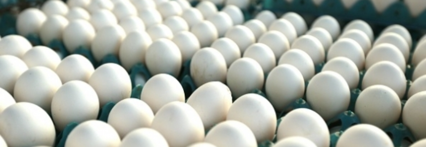 Mercado firme proporciona novos preços aos produtores de ovos