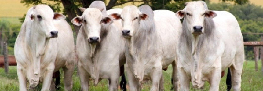 Expectativa de aumento na oferta de bovinos terminados