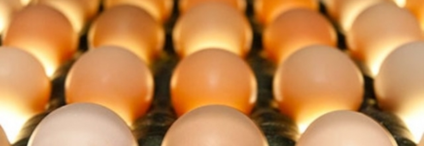 Brasil vai exportar ovos férteis e pintos de um dia para Taiwan