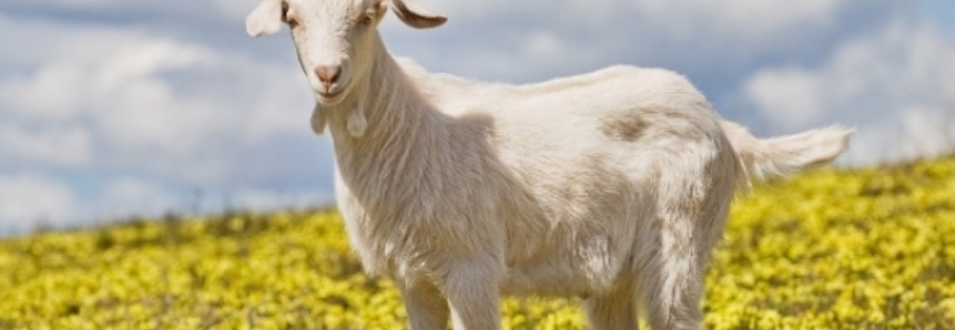 Paraíba se destaca na produção nacional de leite de cabra