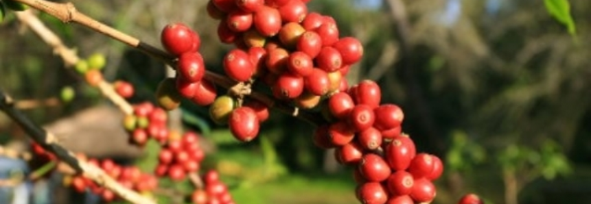 Café: Chuva beneficia lavoura e produtor realiza últimos tratos