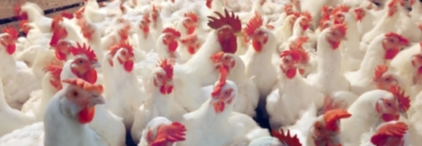 Custo do frango retorna aos níveis do final de 2015