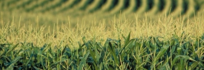 No Mato Grosso do Sul, 43% da área de milho 2ª safra já está semeada, segundo Aprosoja