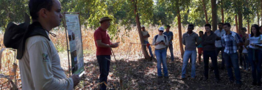 Sistema de Integração Lavoura-Pecuária-Floresta foi tema de evento na Amazônia