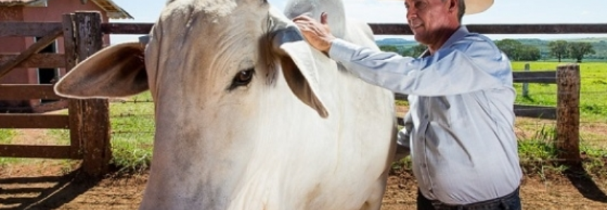 Brasil pode se tornar o maior produtor de carne bovina do mundo