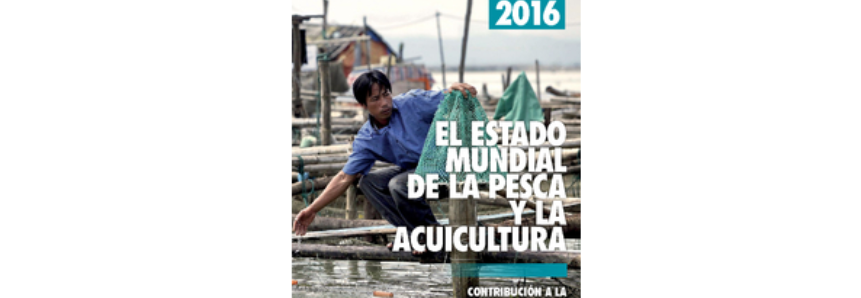 Relatório da FAO destaca crescimento da produção aquícola brasileira e mundial