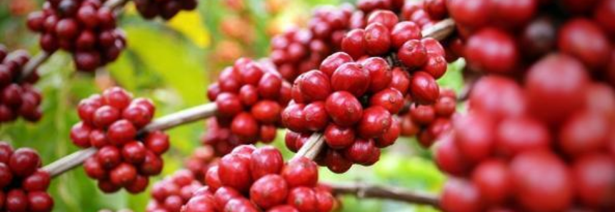 Safras reduz previsão de produção de café do Brasil; colheita atinge 47% do total
