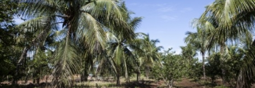 Fruticultura está em pleno desenvolvimento na região de Rondonópolis