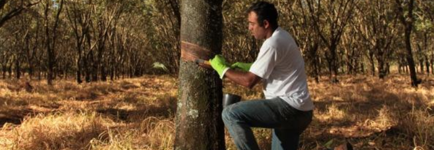 Borracha natural e látex são destaques em pesquisa da CNA sobre produtos não madeireiros