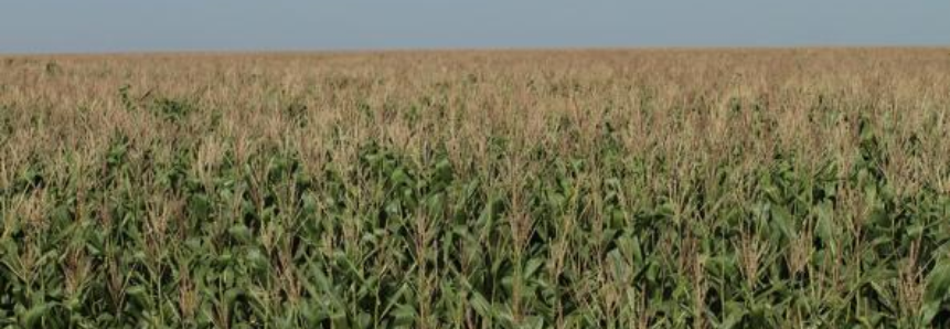 Estiagem preocupa produtores de milho safrinha do Mato Grosso