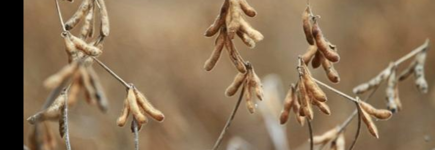 Produtores de Mato Grosso estão proibidos de plantar soja até o dia 15 de setembro