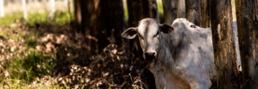 Sistema de ILPF é considerado uma das opções mais sustentáveis da atividade agropecuária