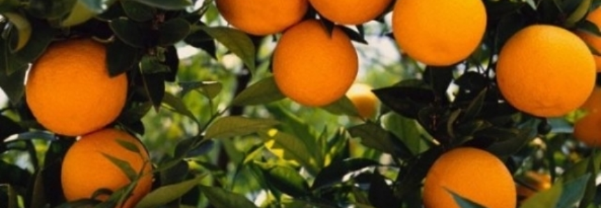 Safra de laranja é mantida em 244,20 milhões de caixas no parque citrícola de São Paulo e Minas Gerais
