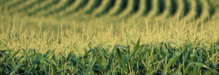 Safra de milho do Brasil sobe para recorde de 89,6 mi t, aponta pesquisa