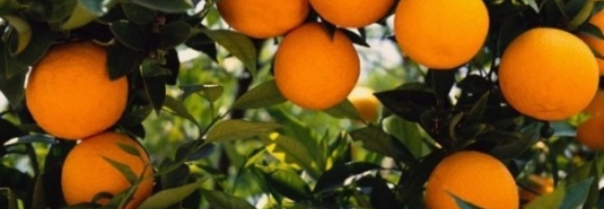 Safra de laranja é mantida em 244,20 milhões de caixas no parque citrícola de São Paulo e Minas