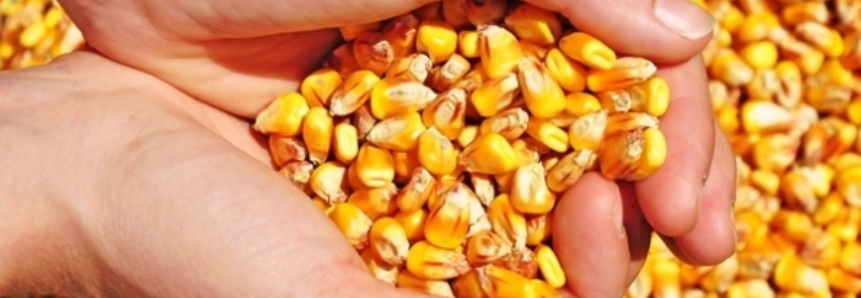 Milho: USDA anuncia a venda de 229 mil toneladas ao Japão