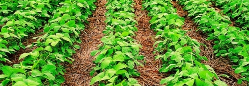 Indústrias de soja elevam previsão de safra do Brasil para 104,6 mi t