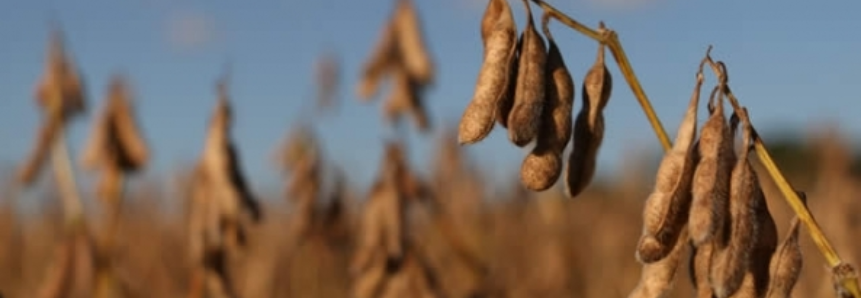 AgRural estima que colheita da soja no país atingiu 19%
