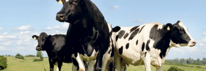 Rio Grande do Sul aposta em um novo tipo de confinamento animal para produção de leite