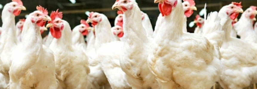 Maior movimentação e alta de preços do frango na granja e da carcaça no atacado