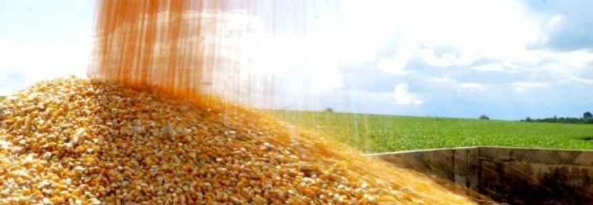 Produção de milho de segunda safra é estimada em 58,5 milhões de t