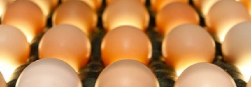 Brasil poderá exportar material genético, como ovos férteis, para o México