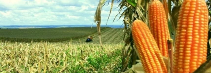 Colheita no Rio Grande do Sul é favorecida pelo clima