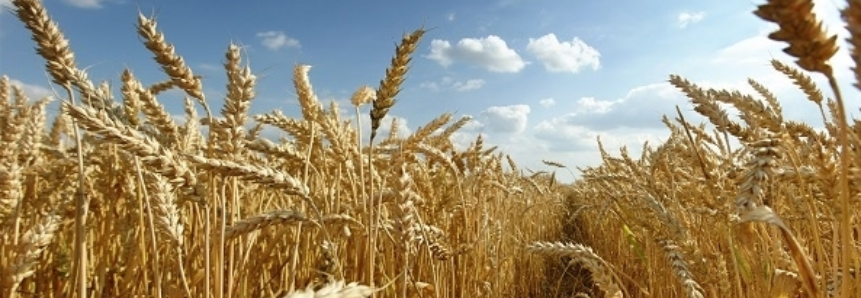 Leilão de Pepro negocia apoio a 55 mil toneladas do trigo gaúcho