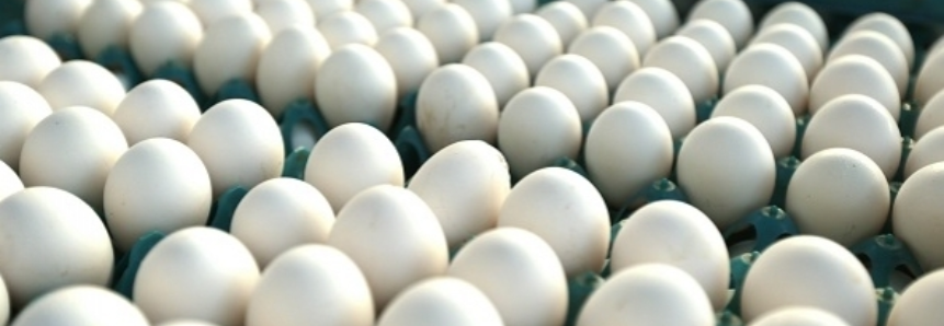 Oferta pequena e preços dos ovos em alta