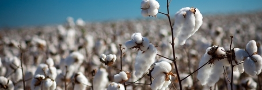 Plantio do algodão no Mato Grosso chega a 84,1% de área