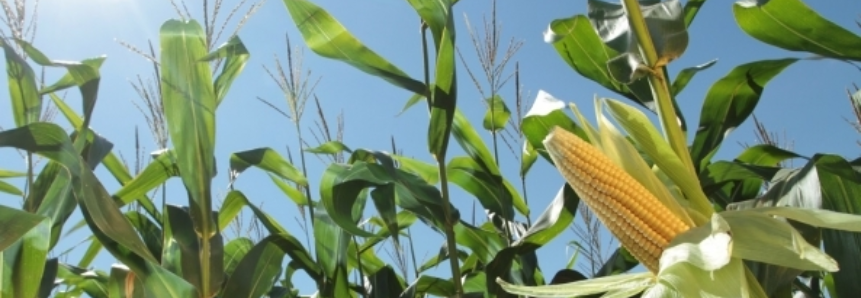 Renegociação das dívidas dos produtores de milho dos Estados de Sergipe e Bahia é estendida para contratos com vigência até dezembro deste ano