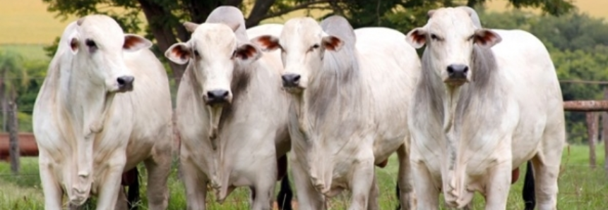 Sebo bovino: preços estáveis, apesar da maior competitividade do óleo de soja