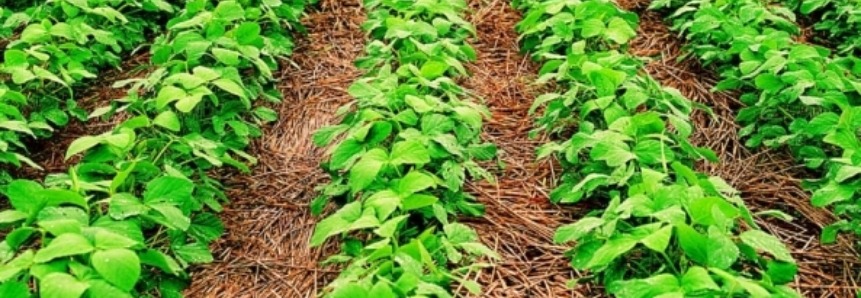 Clima deixa safra de soja sob suspense no Mato Grosso do Sul