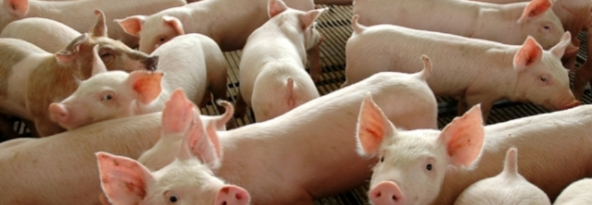 Forte alta de preços dos suínos na granja e no atacado em São Paulo