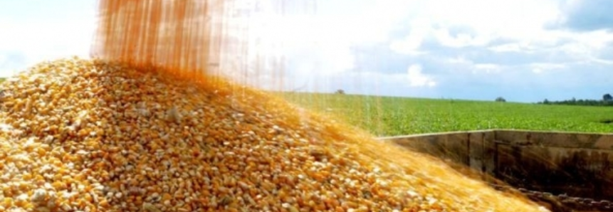 Chuvas em excesso deram sustentações pontuais aos preços do milho, aponta Scot Consultoria