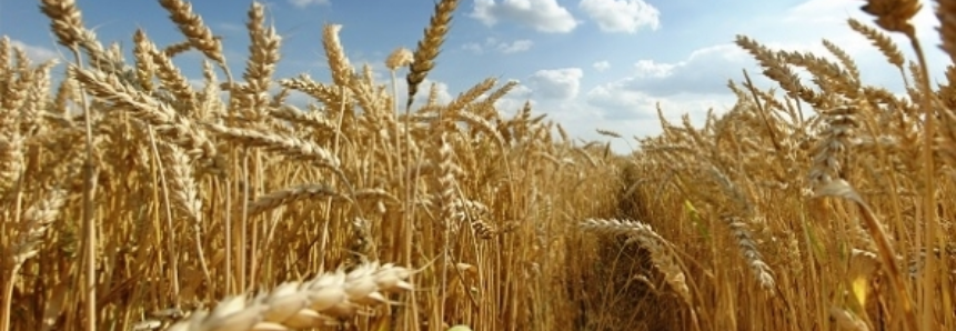 Safra mundial de trigo deve crescer e superar os 750 milhões de toneladas