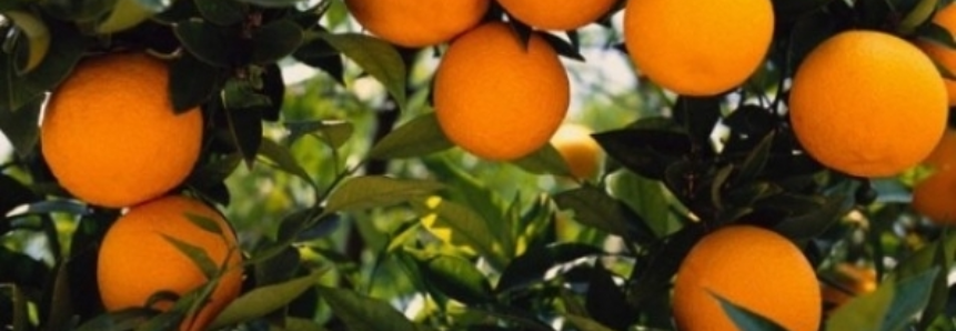 Citrus: Preço da laranja é recorde em janeiro