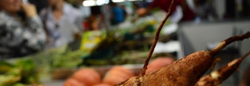 Hortifruti Legal: Dia de Campo apresenta novas variedades de mandioca e boas práticas de cultivo